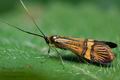 Nemophora_degeerella_cj1209s