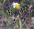 Nemoptera_bipennis_re4178