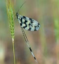 Nemoptera_sinuata_2188