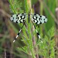 Nemoptera_sinuata_ed3490