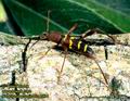 Neoclytus_acuminatus_2834