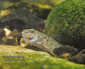 Neogobius_fluviatilis_p8149898