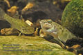 Neogobius_fluviatilis_p8149915