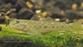 Neogobius_fluviatilis_p8149924
