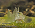 Neogobius_fluviatilis_p8149942