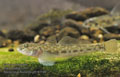 Neogobius_fluviatilis_p8161146