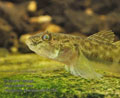 Neogobius_fluviatilis_p8161156