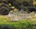 Neogobius_fluviatilis_p8161174