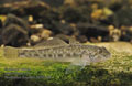Neogobius_fluviatilis_p8161186