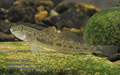 Neogobius_fluviatilis_p8161260