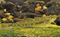 Neogobius_fluviatilis_p8161261