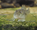 Neogobius_fluviatilis_p8161422