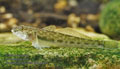 Neogobius_fluviatilis_p8161441