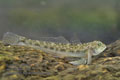 Neogobius_fluviatilis_pa081055s