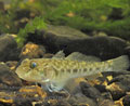 Neogobius_fluviatilis_pa4260339