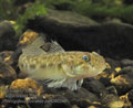 Neogobius_fluviatilis_pa4260348