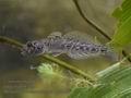 Neogobius_melanostomus_mb3904