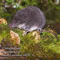 Neomys_anomalus_e9229