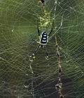 Nephila_senegalensis_ba7833