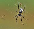 Nephila_senegalensis_bb5104