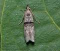 Nephopterix_angustella_cn6879s