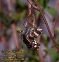 Neptis_rivularis_4410