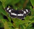 Neptis_rivularis_bn8485