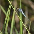 Nesciothemis_farinosa_bb9215