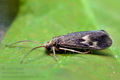 Neureclipsis_bimaculata_ci2162s