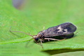 Neureclipsis_bimaculata_ci2178s