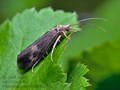 Neureclipsis_bimaculata_dx5965s