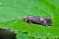 Neureclipsis_bimaculata_dx5981s