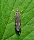 Neureclipsis_bimaculata_dx5997s