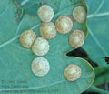 Neuroterus_quercusbaccarum_al8731