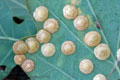 Neuroterus_quercusbaccarum_al8742