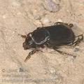 Nicrophorus_germanicus_ac1508