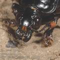 Nicrophorus_germanicus_ac1513