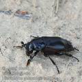 Nicrophorus_germanicus_bc7834