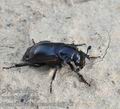 Nicrophorus_germanicus_bc7848