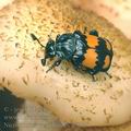 Nicrophorus_vespilloides_af8329