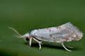 Niphonympha_dealbatella_ck3927s
