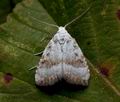 Nola_aerugula_cy5029s
