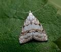 Nola_aerugula_jb4698s