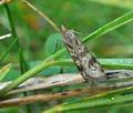 Nomophila_noctuella_bp1108