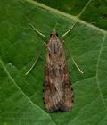 Nomophila_noctuella_cx3230s