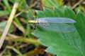 Nothochrysa_fulviceps_hy8018