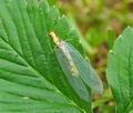 Nothochrysa_fulviceps_hy8024