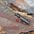 Nothorhina_punctata_bk5370