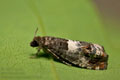 Notocelia_trimaculana_jd7596s