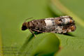 Notocelia_trimaculana_jd7642s